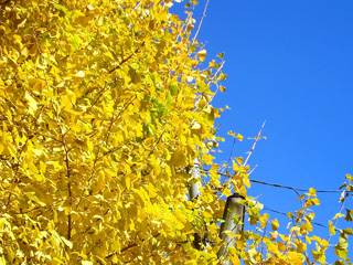 写真: 空の青といちょうの黄色 (2007.12.5)