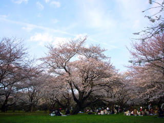 写真: さくら in 昭和記念公園・その4 (2009.4.5)
