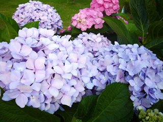 写真: 青紫のあじさい (2008.6.24)